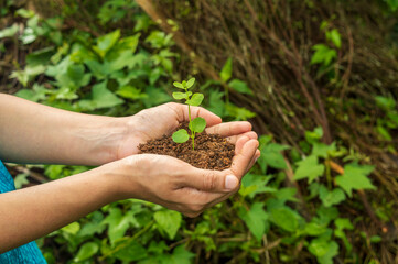 A seedling is a young plant developing out of a plant embryo from a seed. Seedling development...