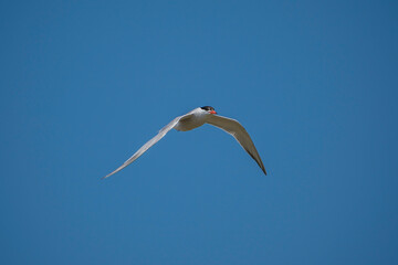 Common Tern (Sterna hirundo) flying in the blue sky