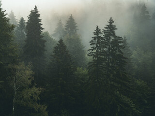 Fototapeta drzewa we mgle obraz