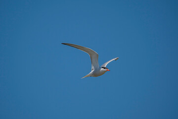 Fototapeta na wymiar Common Tern (Sterna hirundo) flying in the blue sky