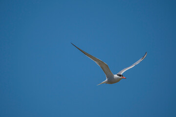 Common Tern (Sterna hirundo) flying in the blue sky