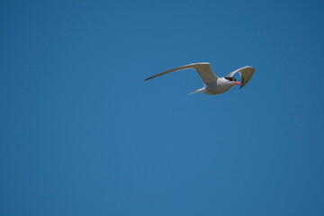 Common Tern (Sterna hirundo) flying in the blue sky