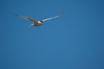 Common Tern (Sterna hirundo) flying in the blue sky
