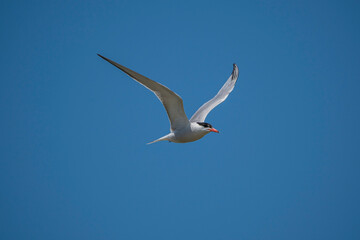Common Tern (Sterna hirundo) flying in the blue sky