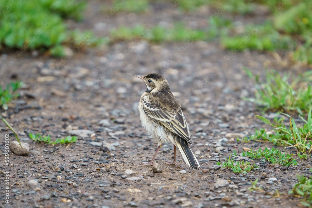 Sticker white wagtail (motacilla alba) perched on sand road