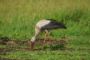 White Stork (Ciconia ciconia) feeding in the grass. Turkey