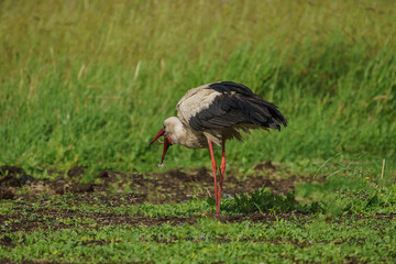 Obraz na płótnie Canvas White Stork (Ciconia ciconia) feeding in the grass. Turkey