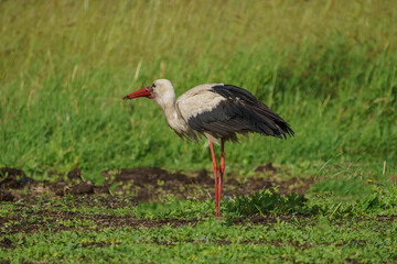 White Stork (Ciconia ciconia) feeding in the grass. Turkey