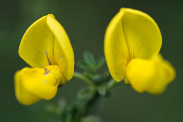 Spanish broom