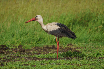 White Stork (Ciconia ciconia) perched on the grass. Turkey