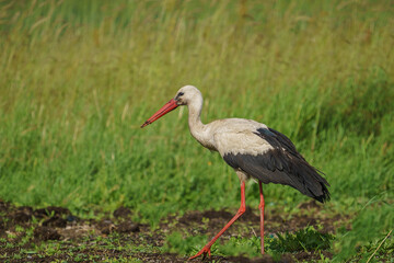 White Stork (Ciconia ciconia) perched on the grass. Turkey