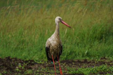 White Stork (Ciconia ciconia) perched on the grass. Turkey