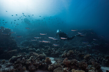 A serene underwater seascape of a scuba diver swimming over the reef with some Red Sea fusilier fish and silhouettes of another diver and fish in the distance