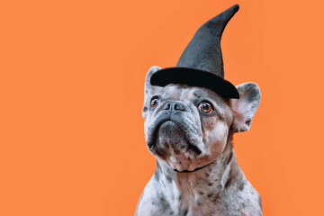 Portrait of merle French Bulldog dog with Halloween costume witch hat on orange background with...