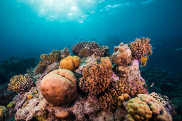 A variety of different corals growing on the reef with the sun shining in through the surface of the water