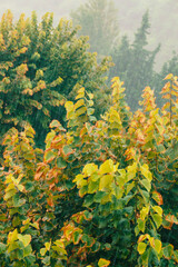 Late summer downpour, foliage