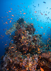 Fototapeta na wymiar A vibrant pinnacle of coral stands out on the reef surrounded by many small fish like anthias or sea goldies