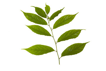 Green leaf Cananga odorata