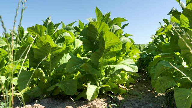 plant of tobacco