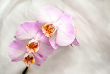 The branch of purple orchids on white fabric background
