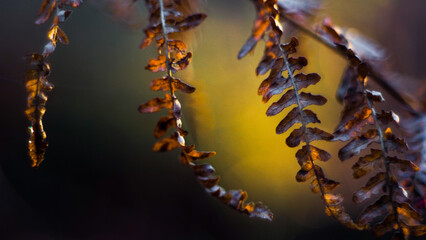 Macro de feuilles de fougère aux teintes orangées, photographiées pendant le crépuscule