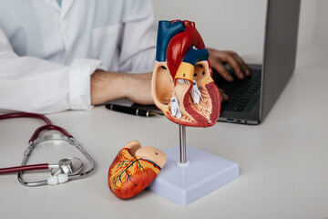 Heart diseases and healthcare concept. Anatomical model of human heart on a cardiologist's desk