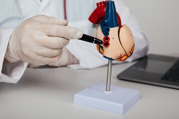 Doctor cardiologist showing anatomical model of human heart close-up. Heart diseases and treatment concept