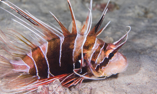 Close up of a Clearfin lionfish (Pterois radiata) on the sandy bottom