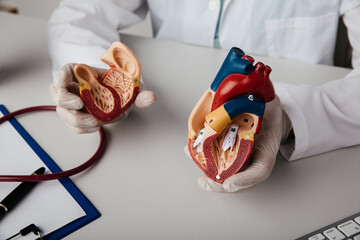 Сardiologist shows anatomical heart model close-up - obrazy, fototapety, plakaty