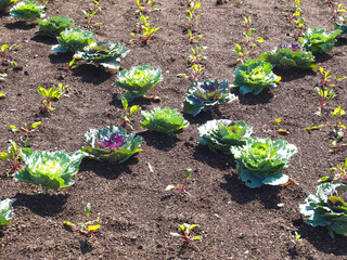 Cabbage plants in the garden arranged to a cross