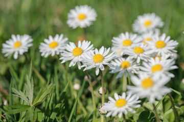 Obraz na płótnie Canvas Group of daisies (Bellis perennis).