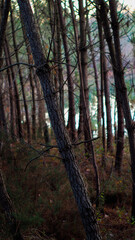 Obraz premium Forêt des Landes de Gascogne, photographiée pendant l'heure bleue