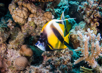 Fototapeta na wymiar Close up of a Red Sea bannerfish (Heniochus intermedius) on the reef with yellow body and two black bands