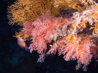 Close up of beautiful pink and yellow soft coral growing on a wall with a vibrant color fish