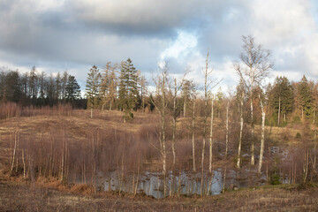 Gribskov in Denmark near Kagerup in winter 2019