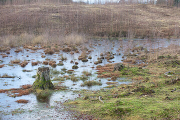 Gribskov in Denmark near Kagerup in winter 2019