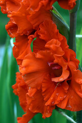 Red gladiolus flower close-up in the garden