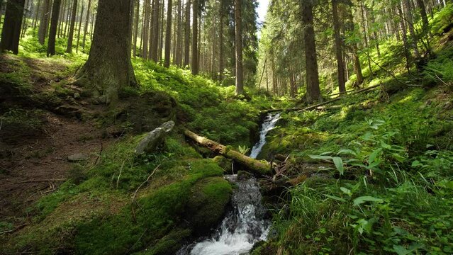 Pristine nature in a forest with water stream glide and pan shot