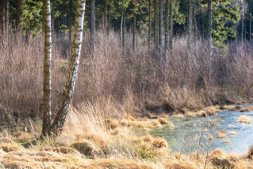 Gribskov in Denmark near Kagerup in winter 2019