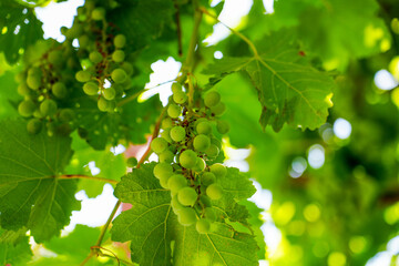 Unripe green grapes in hanging vines for making white wine.

