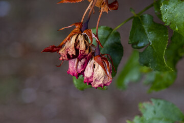 Faded rose on branch, fresh leaves and faded rose, opposition concept, sadness on nature, pink to...