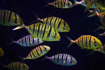 Striped fish foraging at Bangsaen Aquarium, Chonburi, Thailand