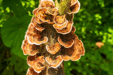 Natural wild wood decay fungus mushroom forming a beautiful background
