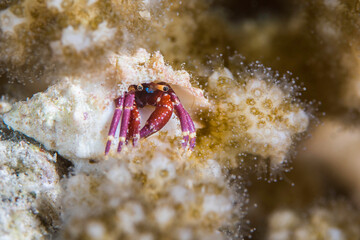 Macro of a small bright red and purple color hermit crab peeking out of its shell