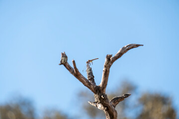The dragonfly on the twigs.