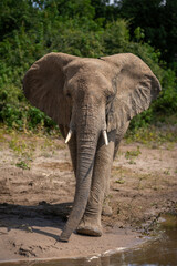 Fototapeta na wymiar African bush elephant approaches camera along riverbank