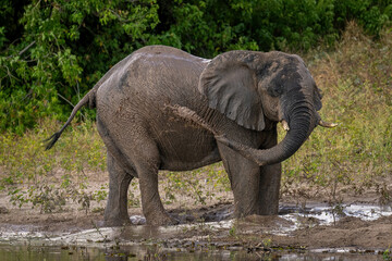 African bush elephant blowing mud over body