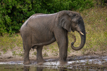 Fototapeta premium African bush elephant blowing mud from trunk