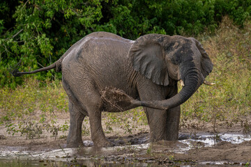 Fototapeta premium African bush elephant blowing mud over flank