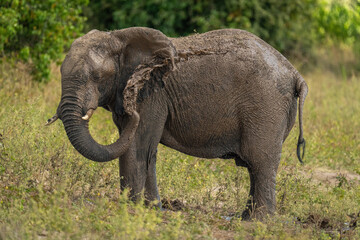Naklejka na ściany i meble African bush elephant blowing mud over ear